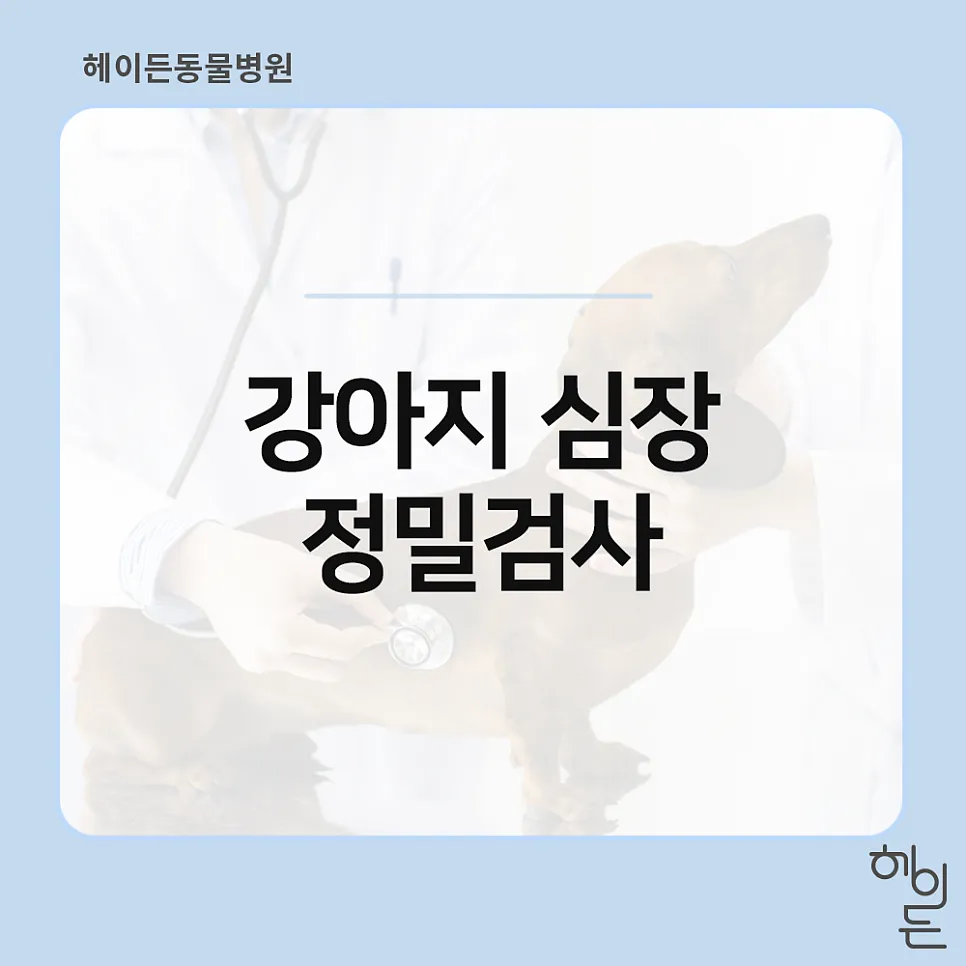 12살 쁨이의 심장 정밀검사 — ACVIM B2단계 판단까지