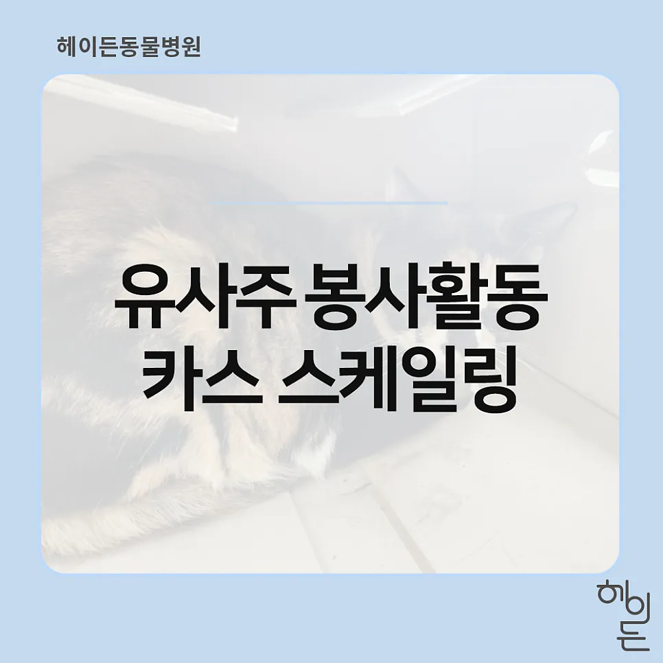 보호소 고양이 카스의 스케일링, 무너진 잇몸 앞에서