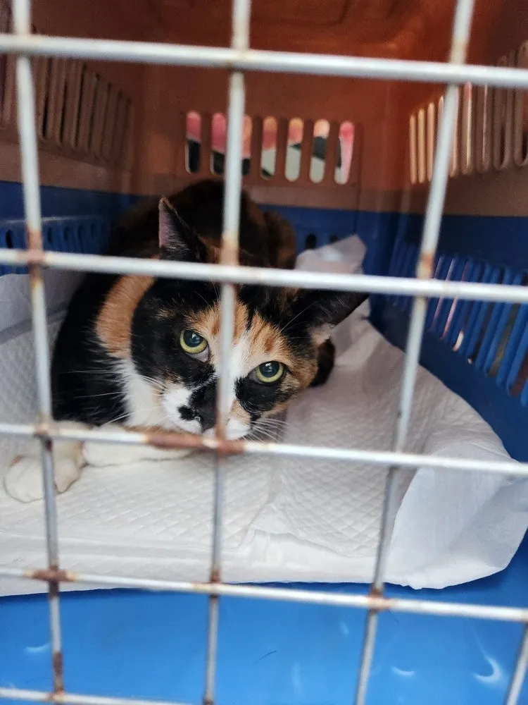 보호소 고양이 카스의 스케일링, 무너진 잇몸 앞에서 — 진료 사진 1
