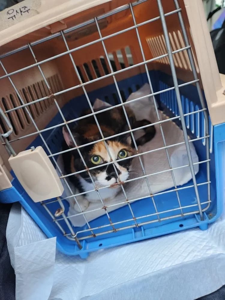 보호소 고양이 카스의 스케일링, 무너진 잇몸 앞에서 — 진료 사진 2