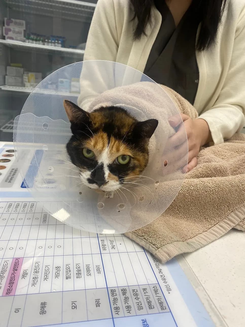 보호소 고양이 카스의 스케일링, 무너진 잇몸 앞에서 — 진료 사진 3