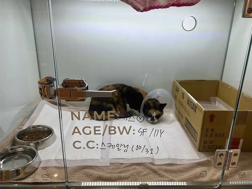 보호소 고양이 카스의 스케일링, 무너진 잇몸 앞에서 — 진료 사진 4