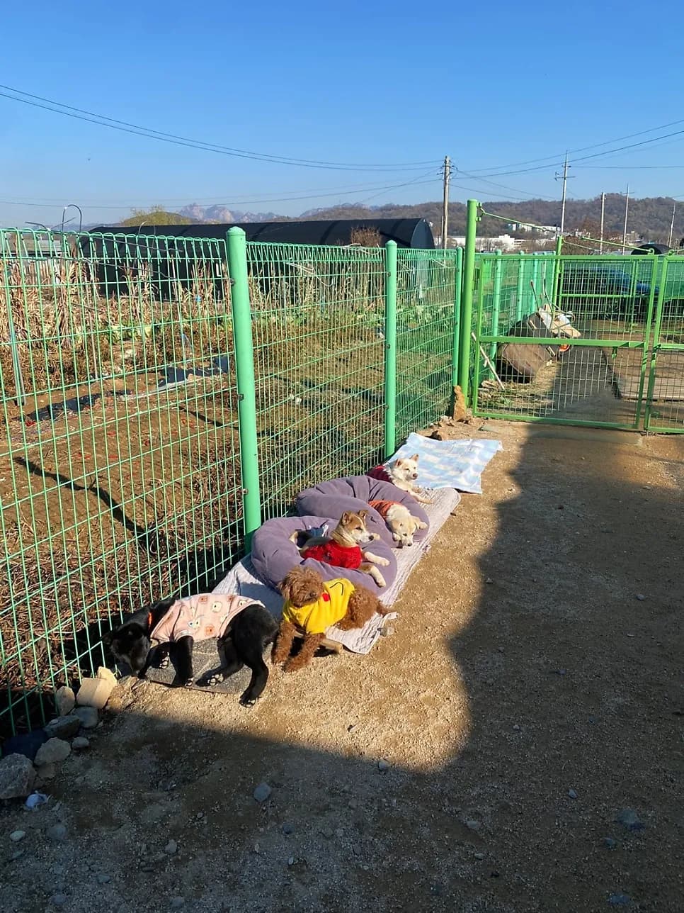 겨울 문턱의 고유거 보호소, 90여 마리와 보낸 하루 — 진료 사진 1