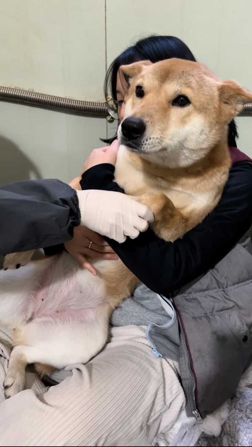 네 번째 봉사, 다시 찾은 유사주 보호소 — 진료 사진 3