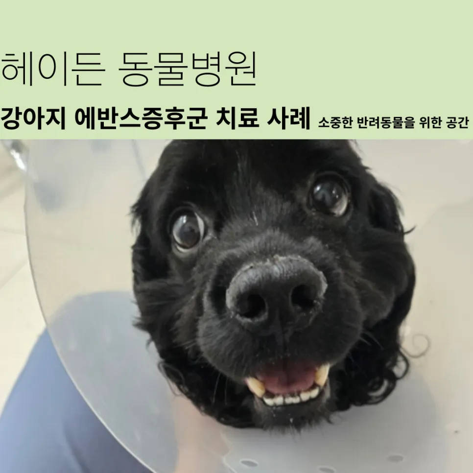 혈소판 수치 0에서 시작한 코코의 에반스증후군 치료