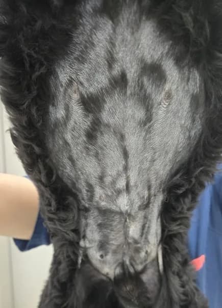혈소판 수치 0에서 시작한 코코의 에반스증후군 치료 — 진료 사진 5