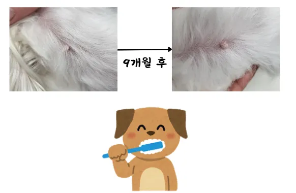 건강검진에서 찾아낸 건강이의 만성 췌장염