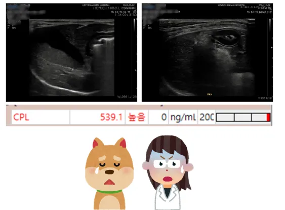 건강검진에서 찾아낸 건강이의 만성 췌장염 — 진료 사진 1