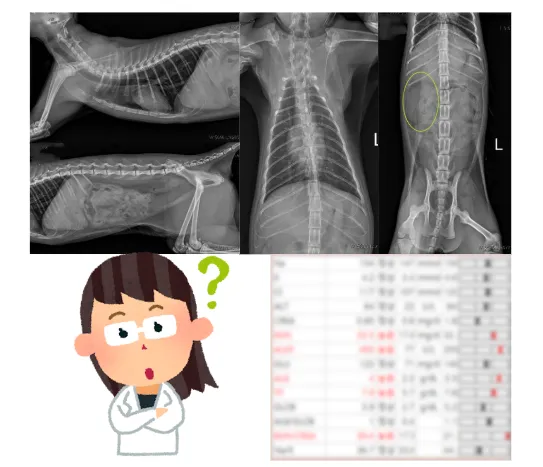 콩팥 하나, 자궁 하나로 태어난 아기 고양이 행복이