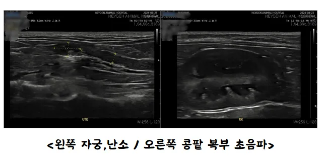 콩팥 하나, 자궁 하나로 태어난 아기 고양이 행복이 — 진료 사진 1