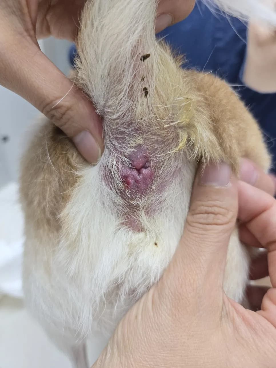 엉덩이에서 피가 났어요 — 콩이와 하루의 항문낭 이야기 — 진료 사진 4