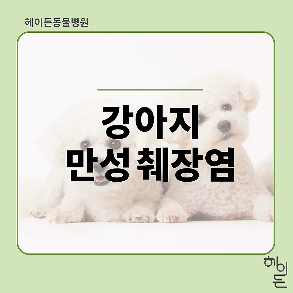 증상 없이 지나칠 뻔한 만성 췌장염 — 6살 푸들 행운이