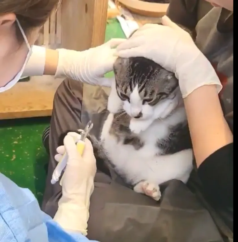 첫 정기 봉사, 보호소에서의 백신 접종 — 진료 사진 2