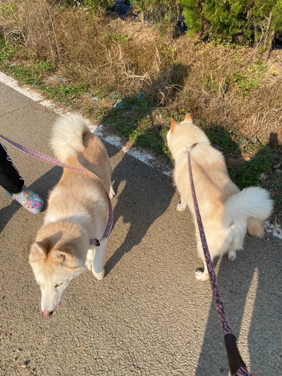 첫 정기 봉사, 보호소에서의 백신 접종 — 진료 사진 3
