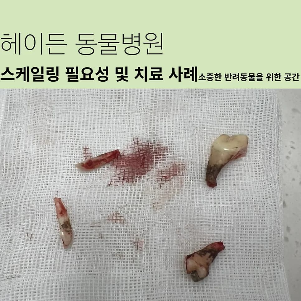 8살 이탈리안 그레이하운드 쿠키의 스케일링과 발치