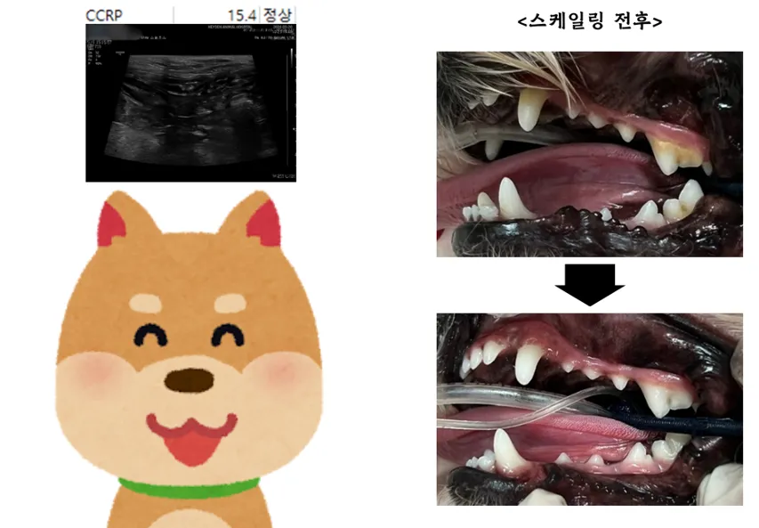 행복이의 세 번째 생일 선물, 건강검진 — 진료 사진 2