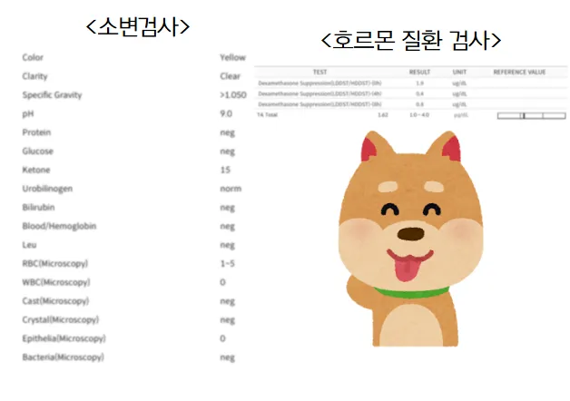 전신 피부염으로 온 2살 푸들 사랑이의 지루성피부염 관리 — 진료 사진 3