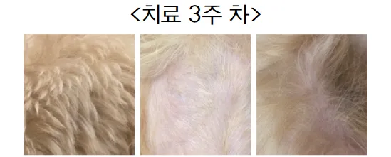 전신 피부염으로 온 2살 푸들 사랑이의 지루성피부염 관리 — 진료 사진 5