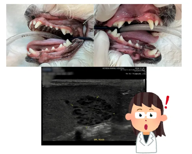 외이염으로 왔다가 건강검진에서 비장 종괴를 발견한 12살 말티즈 행복이 — 진료 사진 2