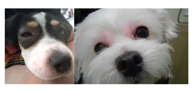 접종 후 알러지, 어떻게 대처하고 예방할까요