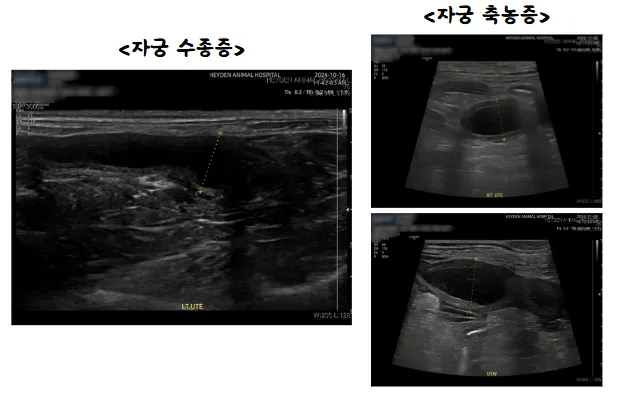 증상 하나 없던 9살 말티푸 라라, 정기 초음파에서 찾아낸 자궁수종증 — 진료 사진 2