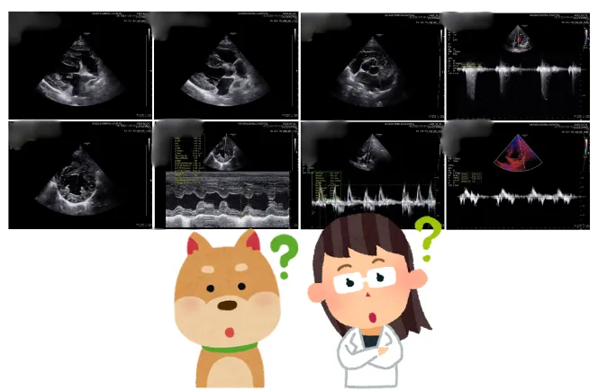 마른 기침이 오래된 9살 치와와, 심장검사에서 기관지 확장증을 찾다 — 진료 사진 1