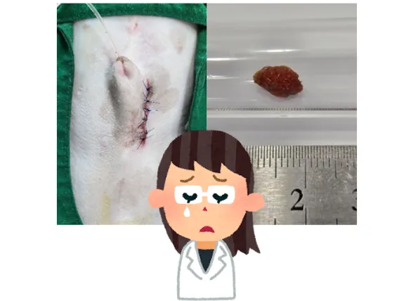 구토로 찾아낸 요관결석, 5살 말티즈 기쁨이 이야기 — 진료 사진 4